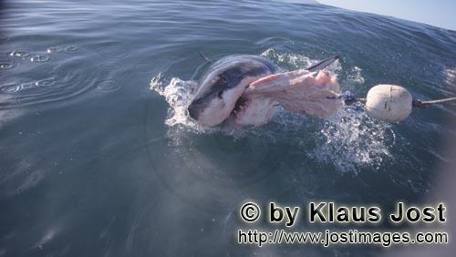 Weißer Hai/Great White Shark/Carcharodon carcharias   Weißer Hai beißt in den