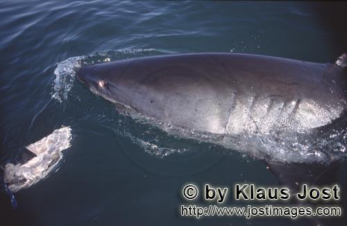 Weißer Hai/Great White Shark/Carcharodon carcharias        Great white shark turns away his eye