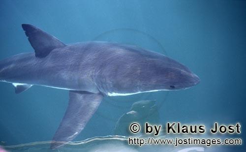 Great White shark/Carcharodon carcharias        Young great white shark on the surface of the sea</b