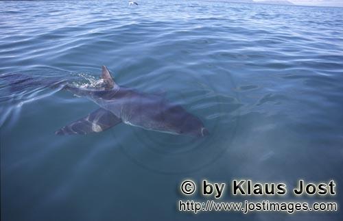 Weißer Hai/Great White shark/Carcharodon carcharias        Distinctive white shark        A grea