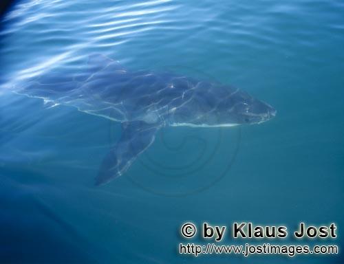 Great White shark/Carcharodon carcharias        A great white shark accompanied our boat        A