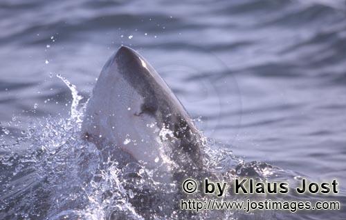 Great White Shark/Carcharodon carcharias        Great White Shark lifts its head above the water sur