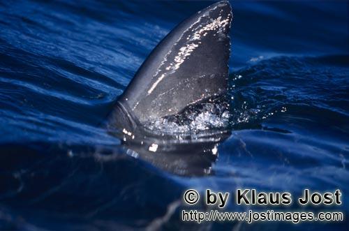 Weißer Hai/Great White shark/Carcharodon carcharias        Great white shark dorsal fin in the sunl