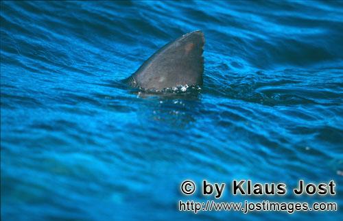 Weißer Hai/Great White shark/Carcharodon carcharias        Great White Shark Dorsal fin         Si