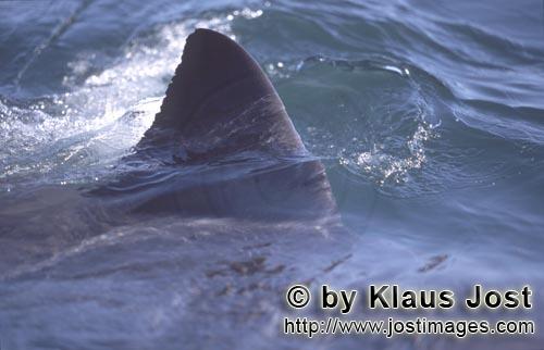 Weißer Hai/Great White shark/Carcharodon carcharias        Striking white shark dorsal fin        S