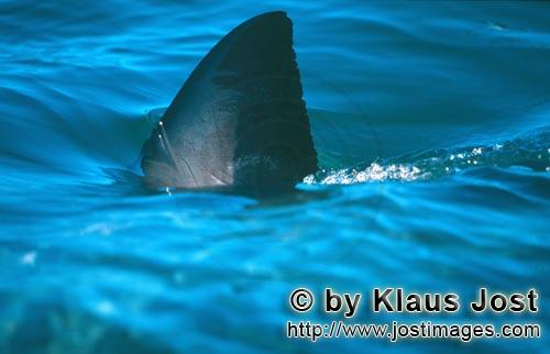 Weißer Hai/Great White shark/Carcharodon carcharias        Great White Shark Dorsal fin         Six