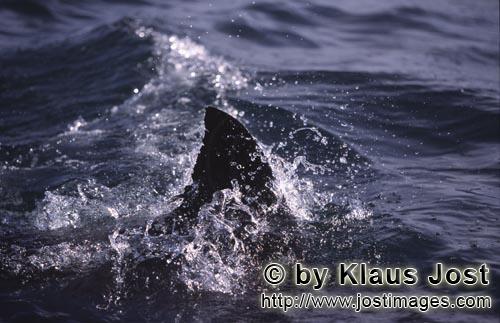 Weißer Hai/Great White shark/Carcharodon carcharias        Great White Shark Dorsal fin        Six 