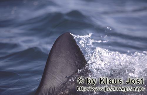 Weißer Hai/Great White shark/Carcharodon carcharias        Typical white shark dorsal fin        Si
