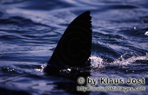 Weißer Hai/Great White shark/Carcharodon carcharias        Unmistakable: Great white shark dorsal f