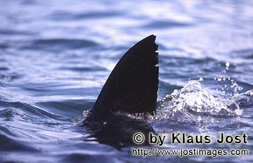 Weißer Hai/Great White shark/Carcharodon carcharias        Great White Shark Dorsal fin         Si