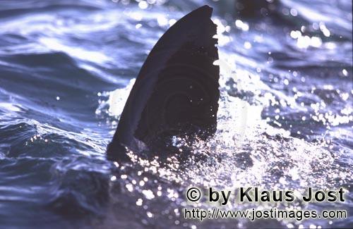 Weißer Hai/Great White shark/Carcharodon carcharias        Great white shark dorsal fin        Six 