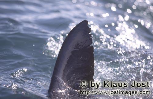 Weißer Hai/Great White shark/Carcharodon carcharias        Great White Shark dorsal fin (carcharodo