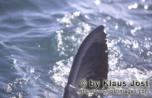 Weißer Hai/Great White shark/Carcharodon carcharias        Dorsal fin of a Great White Shark (Carch