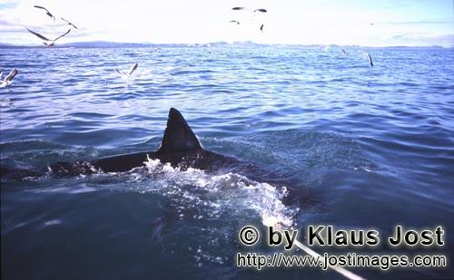 Weißer Hai/Great White shark/Carcharodon carcharias        Great white shark dorsal fin        Six 