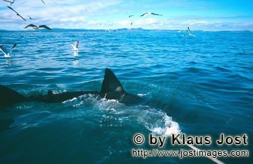 Weißer Hai/Great White shark/Carcharodon carcharias   Rueckenflosse Weißer Hai <br 