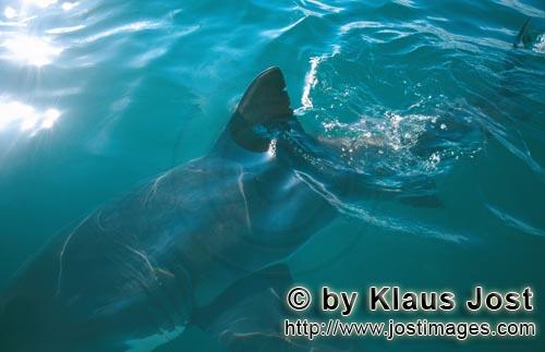 Weißer Hai/Great White shark/Carcharodon carcharias   Rueckenflosse Weißer Hai <br 