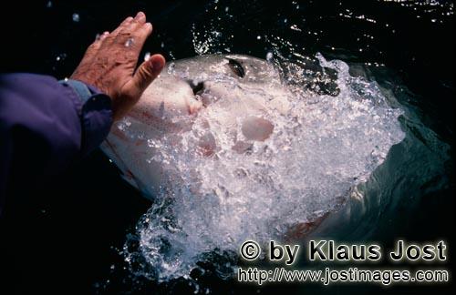 Weißer Hai/Great White Shark/Carcharodon carcharias        Hand contact with the shark nose        