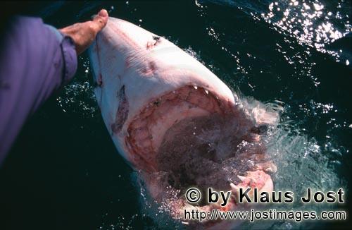 Weißer Hai/Great White Shark/Carcharodon carcharias        Hand contact with the shark nose        