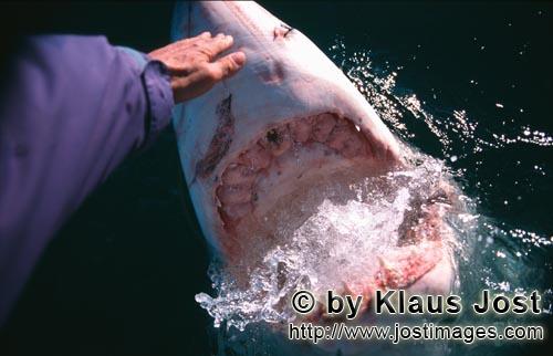 Weißer Hai/Great White Shark/Carcharodon carcharias        Hand contact with the shark nose       