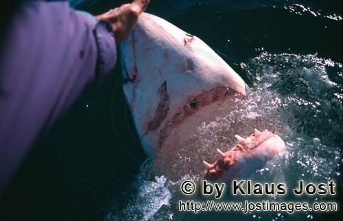 Weißer Hai/Great White Shark/Carcharodon carcharias        Hand contact with the shark nose       