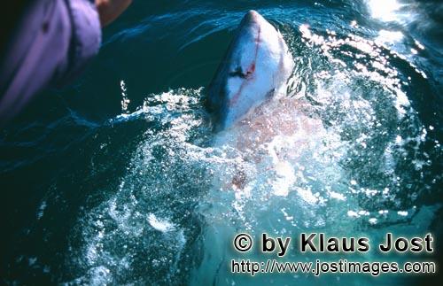 Weißer Hai/Great White Shark/Carcharodon carcharias   Vertikal durchbricht ein Weiß