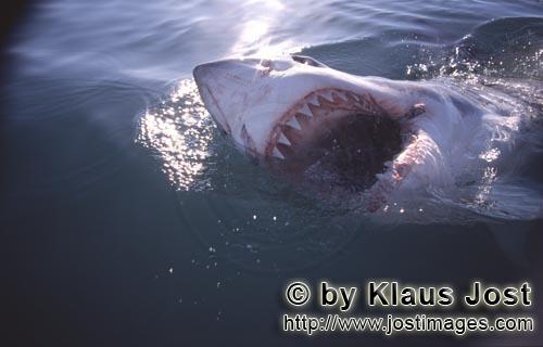 Weißer Hai/Great White Shark/Carcharodon carcharias        The great white shark with his impressiv