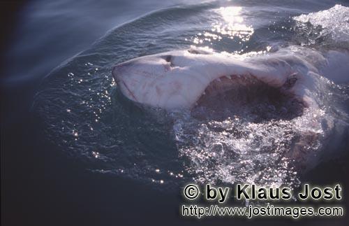 Weißer Hai/Great White Shark/Carcharodon carcharias        Great white shark (Carcharodon carcharia