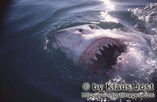 Great White Shark/Carcharodon carcharias        Great white shark shows its teeth at the sea surface
