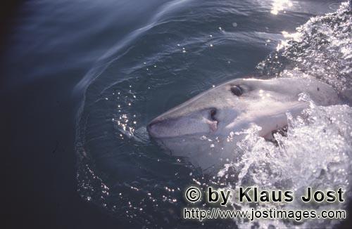Weißer Hai/Great White Shark/Carcharodon carcharias   Weißer Hai hebt den Kopf uebe