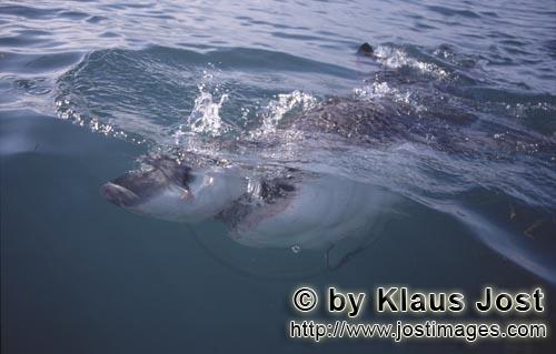Weißer Hai/Great White Shark/Carcharodon carcharias        Great White Shark        Six sea (or nau