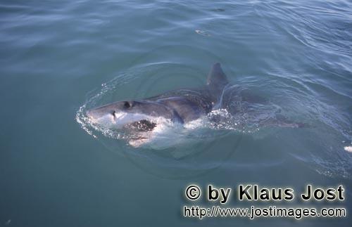 Weißer Hai/Great White Shark/Carcharodon carcharias        Great White Shark        Six sea (or nau