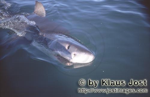 Weißer Hai/Great White shark/Carcharodon carcharias      Junger Weißer schwimmt