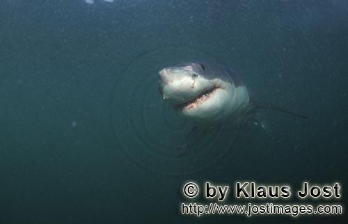 Weißer Hai/Great White shark/Carcharodon carcharias        The Great White Shark        A great 