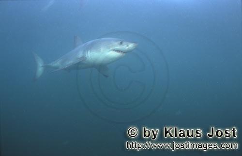 Weißer Hai/Great White Shark/Carcharodon carcharias        The Great White Shark         A great