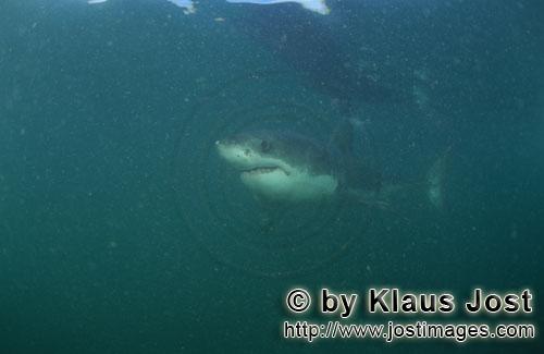 Weißer Hai/Great White shark/Carcharodon carcharias        Baby Great White Shark (Carcharodon carc