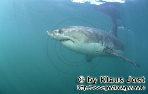 Weißer Hai/Great White shark/Carcharodon carcharias        Cartilaginous fish Great White shark