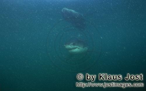 Weißer Hai/Great White shark/Carcharodon carcharias        Baby Great White Shark        Six sea mi