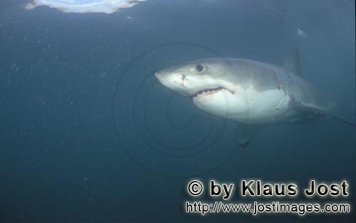 Weißer Hai/Great White shark/Carcharodon carcharias         Great White Shark (Carcharodon car