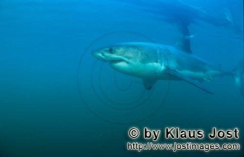 Weißer Hai/Great White shark/Carcharodon carcharias         Predator Great White Shark        