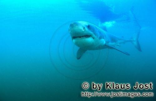 Weißer Hai/Great White shark/Carcharodon carcharias        Young Great White Shark         Six sea 