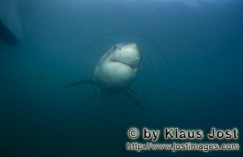Weißer Hai/Great White shark/Carcharodon carcharias        Young Great White Shark (Carcharodon car
