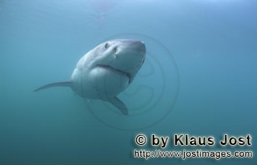 Great White Shark/Carcharodon carcharias        Great white sharks are as old as human        A g