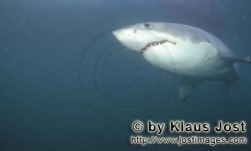 Weißer Hai/Great White shark/Carcharodon carcharias         Great White Shark        A grea