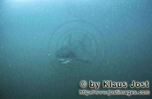 Weißer Hai/Great White shark/Carcharodon carcharias        Baby Great White Shark in the plankton-r