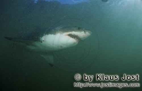 Weißer Hai/Great White shark/Carcharodon carcharias         Great White Shark         A gr