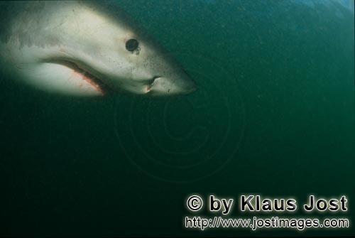 Weißer Hai/Great White shark/Carcharodon carcharias        Portrait of a white shark        