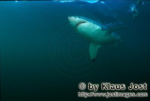Weißer Hai/Great White shark/Carcharodon carcharias        Great White Shark - only the underbelly 