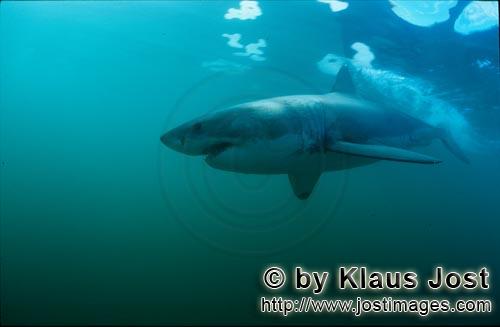 Weißer Hai/Great White shark/Carcharodon carcharias      Weißer Hai gleitet dur