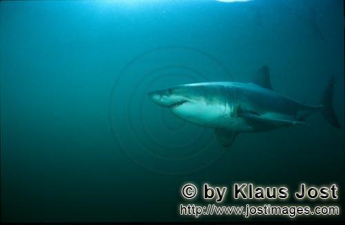 Weißer Hai/Great White shark/Carcharodon carcharias        Great White Shark searching for South-Af