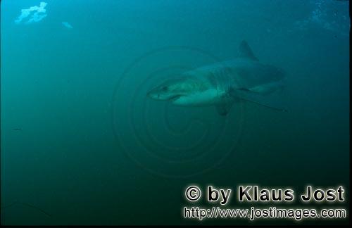 Weißer Hai/Great White shark/Carcharodon carchar        Great White Shark        A great white s